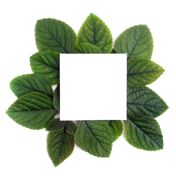 istock Fresh green leaves borderon white. Flat lay. Top view. 688602394