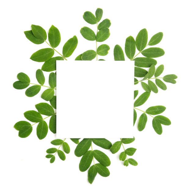 istock Fresh green leaves borderon white. Flat lay. Top view. 688602578