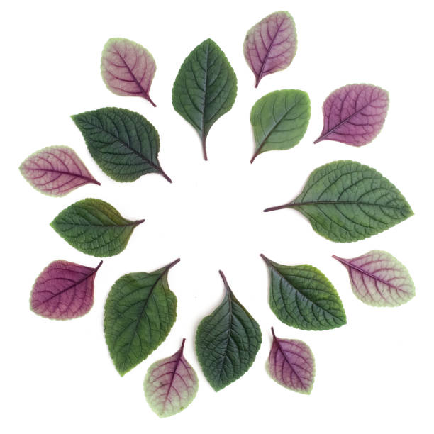 istock Fresh green leaves borderon white. Flat lay. Top view. 688602678