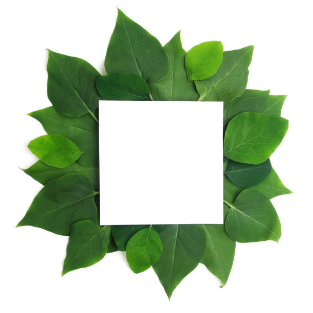 istock Fresh green leaves borderon white. Flat lay. Top view. 688602860