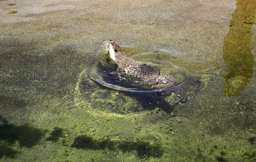 Otter in zoological water, marine animals in captivity