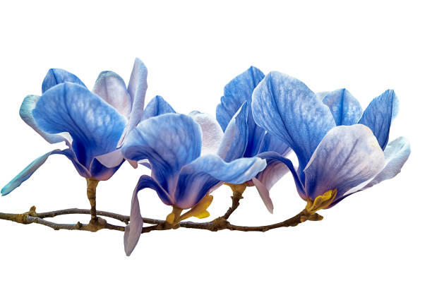 istock Magnolia flower blossom isolated on white 688604640