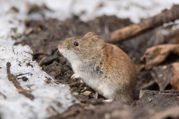 Mouse In The Snow Stock Photo - Download Image Now - Mouse - Animal, Snow,  Cold Temperature - iStock