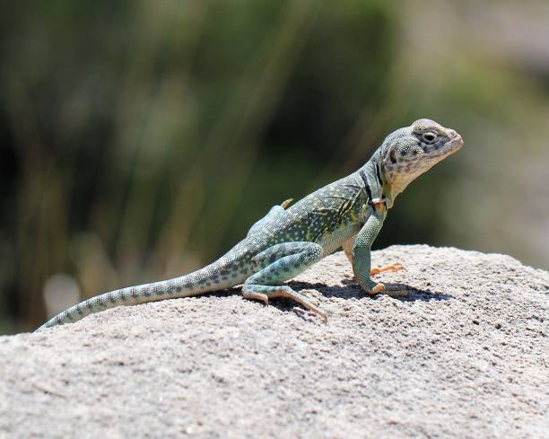 lézard à collier se prélassant sur rocher - lizard collared lizard reptile animal photos et images de collection