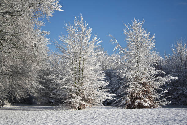 istock Snowy Trees and Blue Sky 688610116