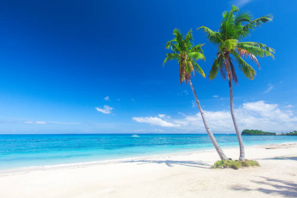 istock tropical beach with coconut palm 688610352