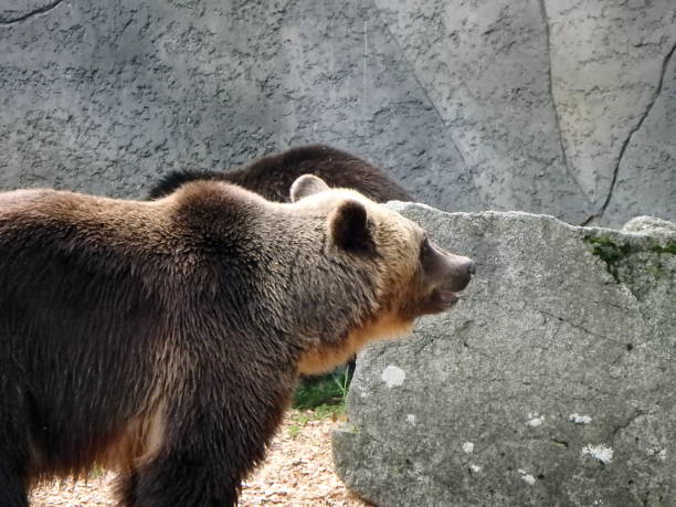 istock European brown bear 688610470