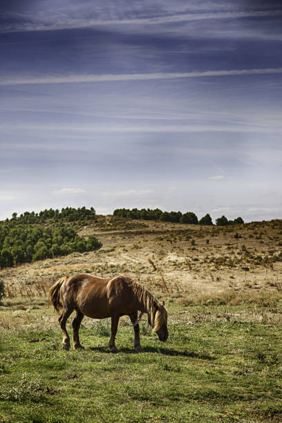 istock Horses in the field 688610730