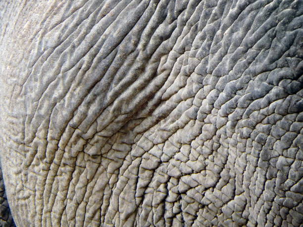 istock Elephant - leather - detail 688611110