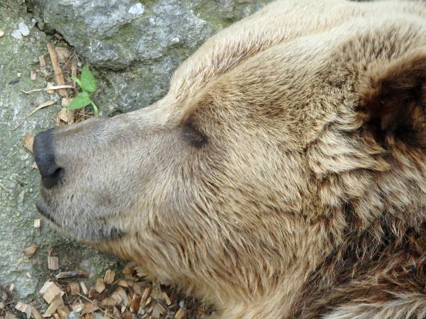 istock European brown bear 688611344