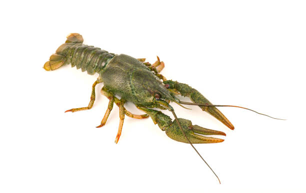istock River raw crayfish close-up isolated on white background 688613518