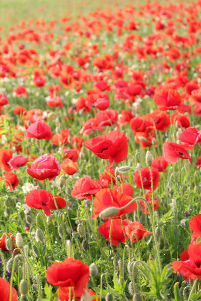 istock Red wild poppies 688615420
