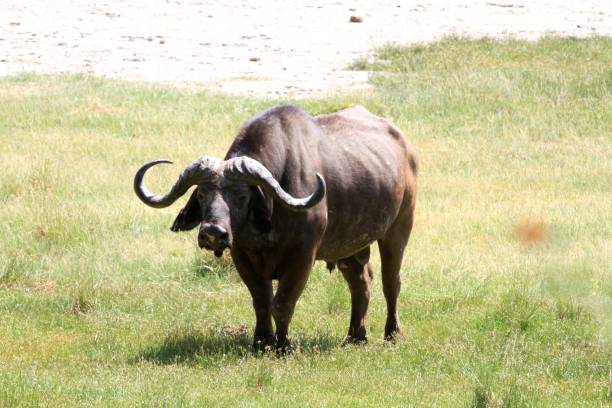 istock Lake Manyara, Tanzania 688616522