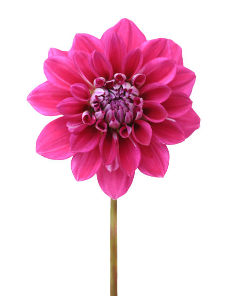 istock Dahlia isolated on white 688617208