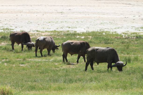 istock Lake Manyara, Tanzania 688626174