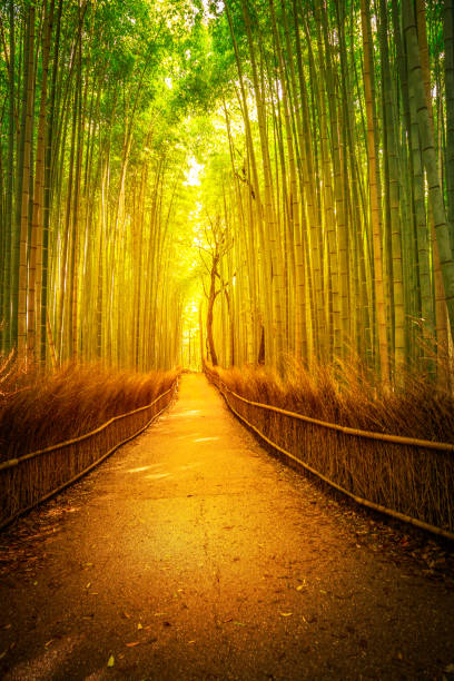 arashiyama bambù kyoto - nature japanese garden formal garden ornamental garden foto e immagini stock