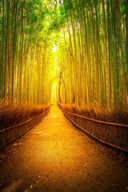 istock Arashiyama bamboo Kyoto 688636060