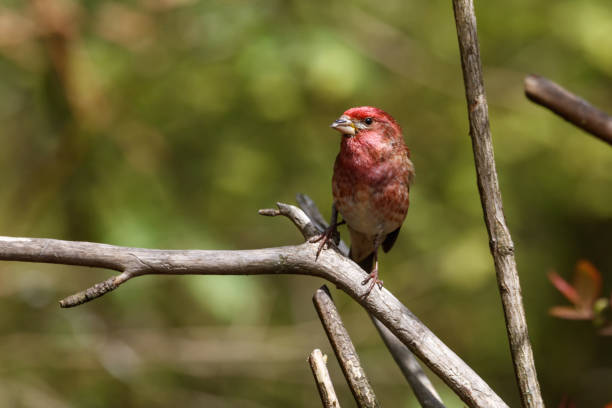 istock Male Purple finch 688641210