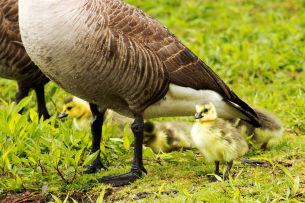 istock Baby Canadian goose 688650304