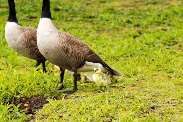 istock Baby Canadian Goose with parents 688651544