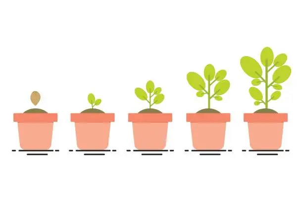 Vector illustration of plant growing stages