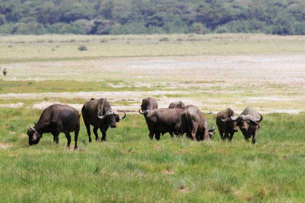 istock Lake Manyara, Tanzania 688658898