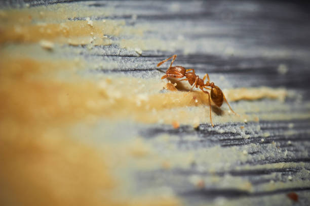 A macro shot of red imported fire ants eating peanut butter shot by a macro lens