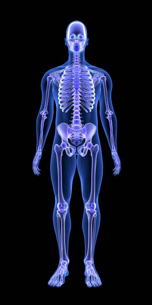 istock Blue Human Anatomy Body and Skeleton 3D Scan render on black background 688718966