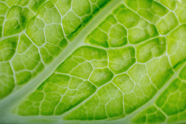 istock Fresh Green Leaf of Lettuce 688722560