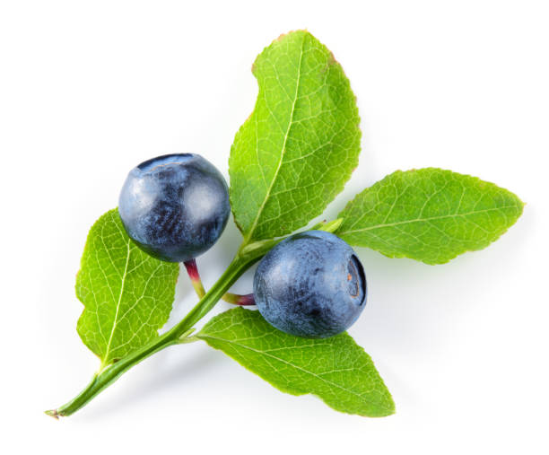 istock Blueberry. Branch with berries and leaves isolated on white background 688725176