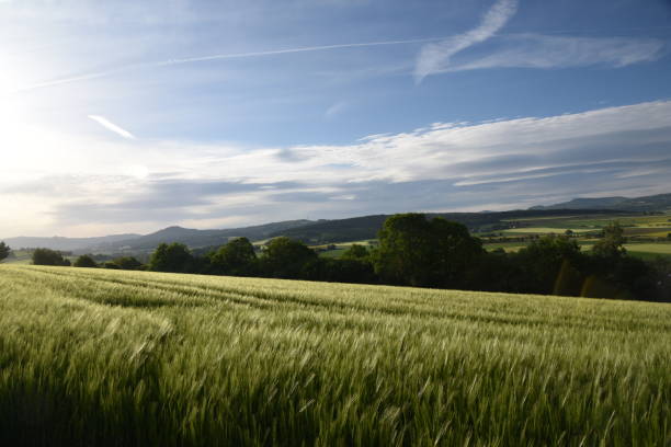 istock Cereal field in the morning 688730116
