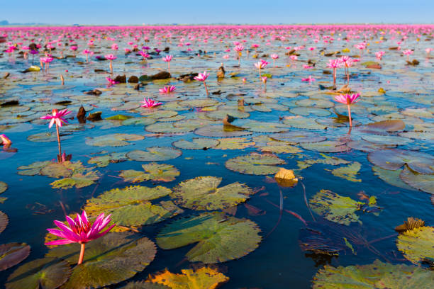 istock Red Lotus Lake Udon Thani 688730218