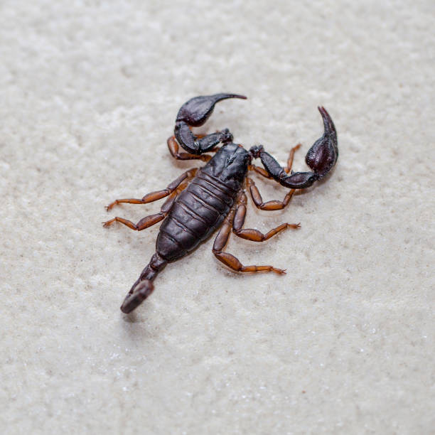 Black scorpion stock photo