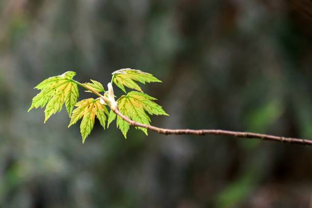 istock Grown trees in a forest in the spring 688738508