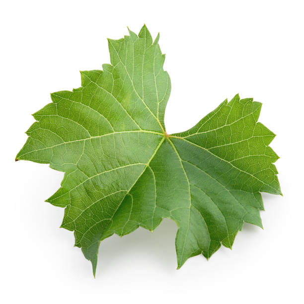 istock Grape leaf isolated on white. Full depth of field. 688738720