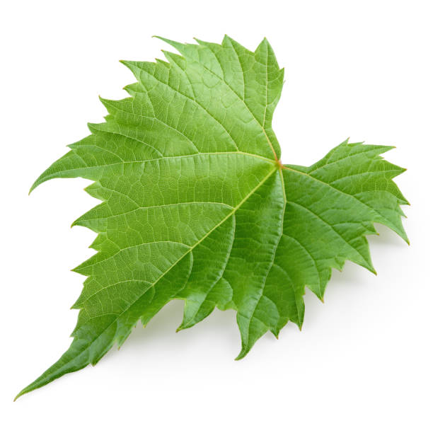 istock Grape leaf isolated on white. Full depth of field. 688739070