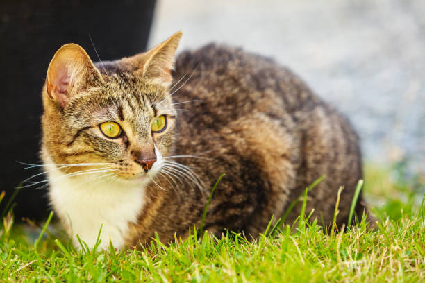 istock cat enjoying himself outdoor 688739308