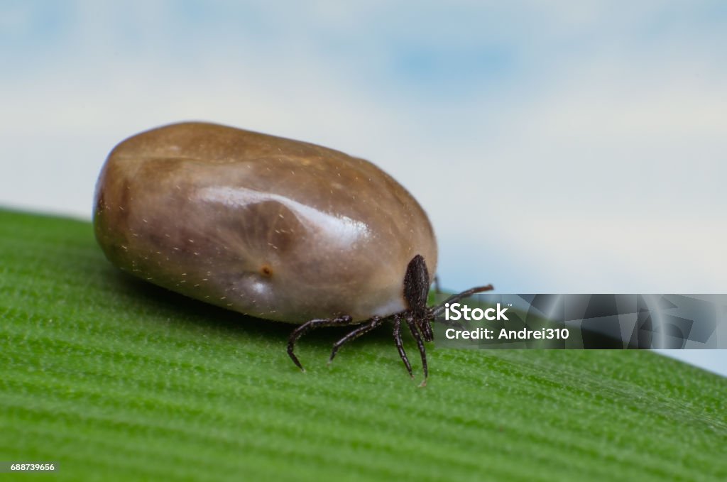 Filled With Blood The Tick Sits On A Green Leaf Stock Photo - Download  Image Now - Above, Acari, Animal - iStock