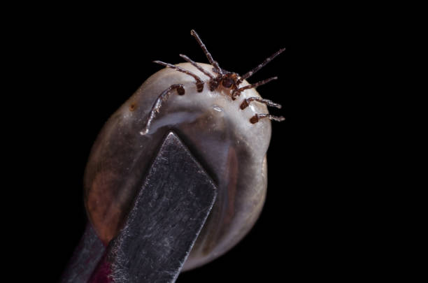 istock A blood-filled tick on a black background 688741738