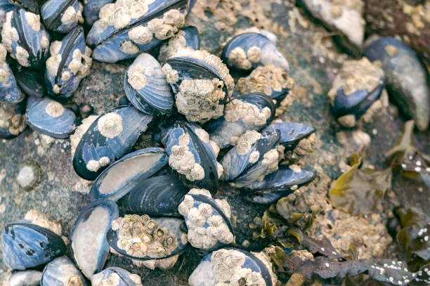 istock Blue mussels attached to rocks with limpet aquatic snail 688742016