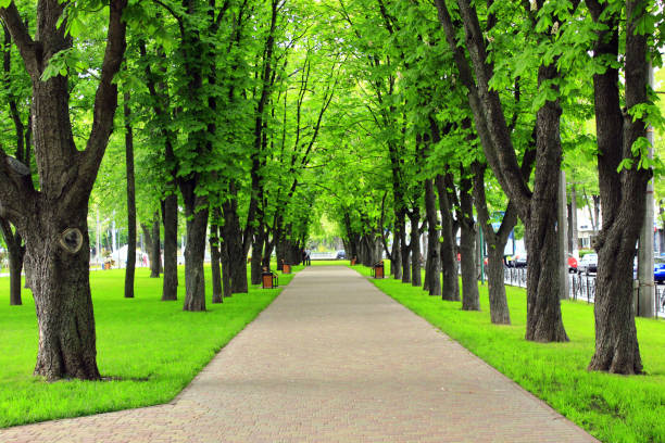 istock park with nice promenade path and big green trees 688742074