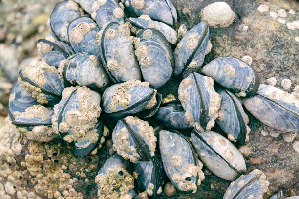 istock Blue mussels attached to rocks with limpet aquatic snail 688745276