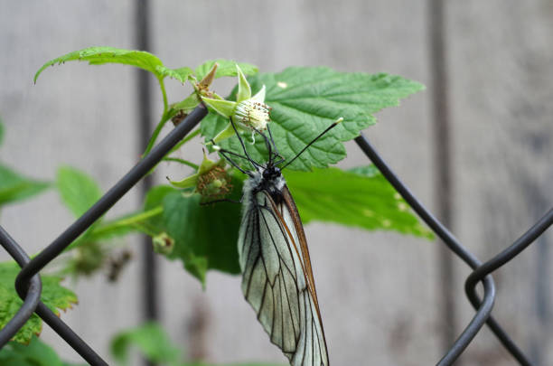 istock Butterfly on a flower in the garden 688754502