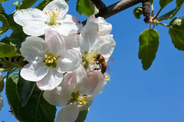 Bee on a spring flower collecting pollen and nectar.flying bumblebee at spring apple tree flowers background.Flower Bloom Nature Concept