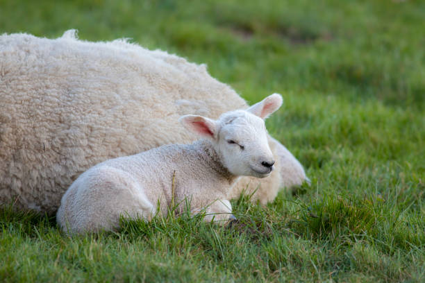 istock Young lamb laying by mother sheep in a field 688761670