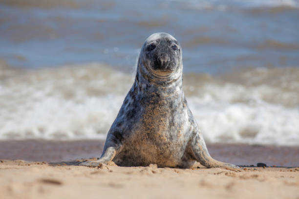 Solitary grey seal sitting up on the beach.