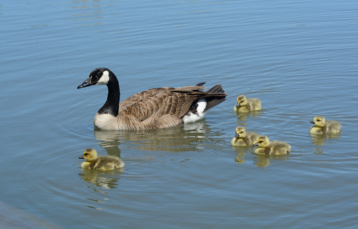 Canada goose swimming in lake with newborn baby goslings