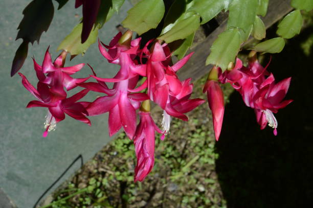 istock Beautiful flower of May 688765150