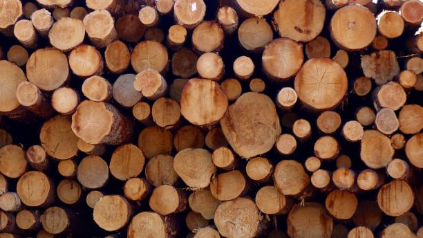 sezione trasversale log pile - lumber industry forest tree pine foto e immagini stock
