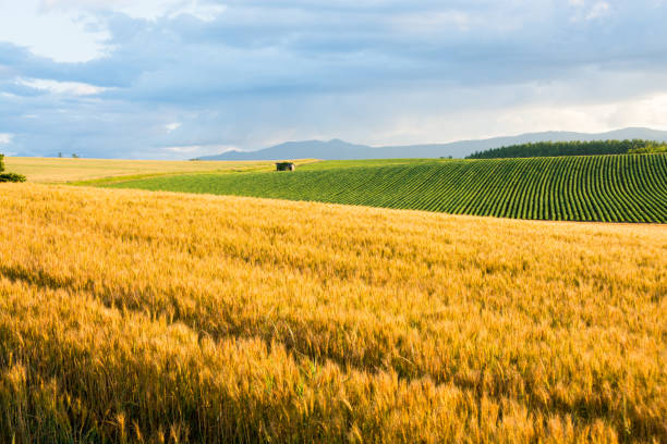 istock Wheat field before harvest with light of sunset 688767558